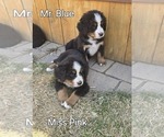 Small Photo #18 Bernese Mountain Dog Puppy For Sale in SALMON, ID, USA