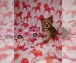 Puppy 3 Yorkshire Terrier
