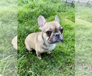 French Bulldog Puppy for sale in VANCOUVER, WA, USA