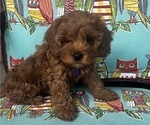 Small Photo #2 Cavapoo-Poodle (Miniature) Mix Puppy For Sale in ATGLEN, PA, USA