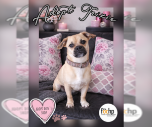 Puggle Dogs for adoption in Menifee, CA, USA