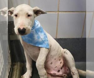 American Staffordshire Terrier-Unknown Mix Dogs for adoption in San Antonio, TX, USA