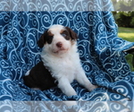 Small Photo #4 Aussiedoodle Puppy For Sale in SHILOH, OH, USA