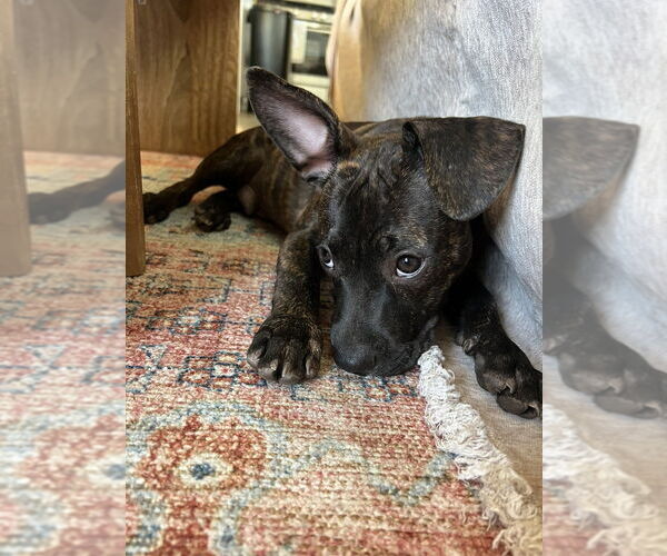 Medium Photo #3 French Bulldog-Staffordshire Bull Terrier Mix Puppy For Sale in San Diego, CA, USA