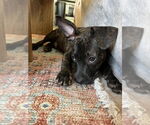 Small #2 French Bulldog-Staffordshire Bull Terrier Mix