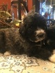 Small Photo #3 Pyredoodle Puppy For Sale in BOWLING GREEN, OH, USA