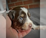 Small Photo #17 Border Collie-Papillon Mix Puppy For Sale in CULPEPER, VA, USA
