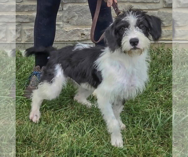 Medium Photo #2 Border Collie-Unknown Mix Puppy For Sale in Huntley, IL, USA