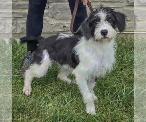 Lilo - Female Border Collie-Unknown Mix Dog for Adoption - Photo #2