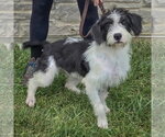 Small Photo #2 Border Collie-Unknown Mix Puppy For Sale in Huntley, IL, USA