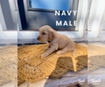 Small Photo #9 Golden Retriever Puppy For Sale in SEMINOLE, TX, USA