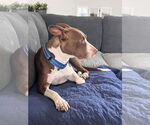 Small #6 American Pit Bull Terrier Mix