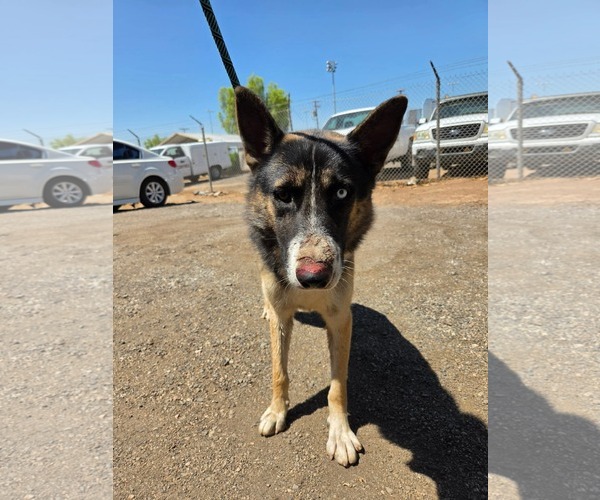 Medium Photo #1 Mutt Puppy For Sale in El Centro, CA, USA