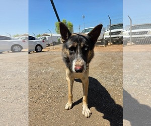 Mutt Dogs for adoption in El Centro, CA, USA