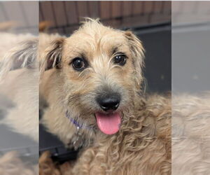 Dachshund-Unknown Mix Dogs for adoption in Holly Springs, NC, USA