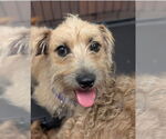 Small Dachshund Mix