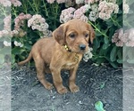 Small Photo #3 Golden Irish Puppy For Sale in WOLCOTT, IN, USA