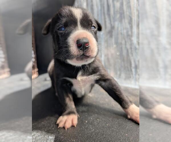 Medium Photo #1 American Staffordshire Terrier-Unknown Mix Puppy For Sale in San Antonio, TX, USA