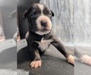 American Staffordshire Terrier-Unknown Mix Dogs for adoption in San Antonio, TX, USA