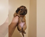 Puppy Peppermint Bark Chiweenie