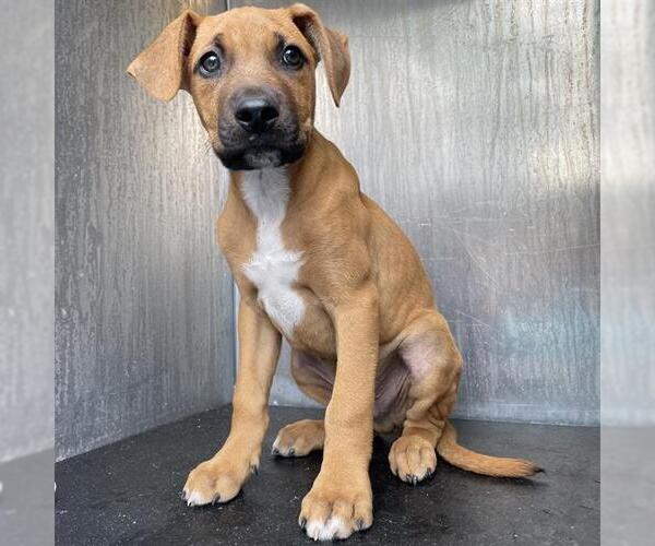 Medium Photo #1 Mutt Puppy For Sale in San Antonio, TX, USA