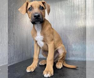 Mutt Dogs for adoption in San Antonio, TX, USA