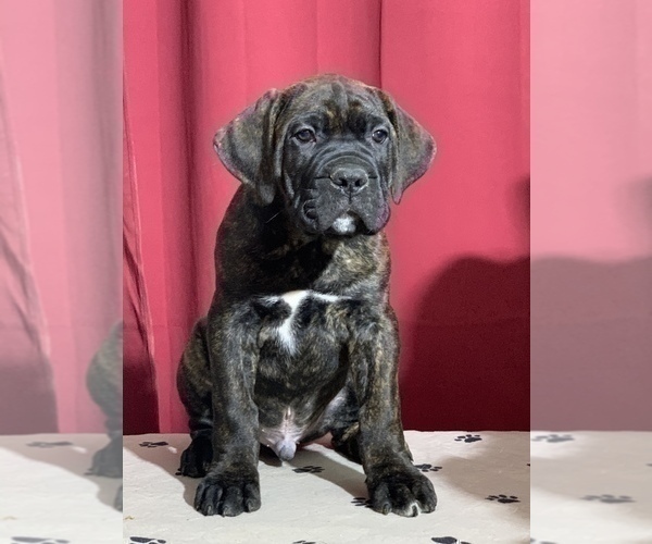 Medium Photo #1 Cane Corso Puppy For Sale in COTTAGE GROVE, OR, USA