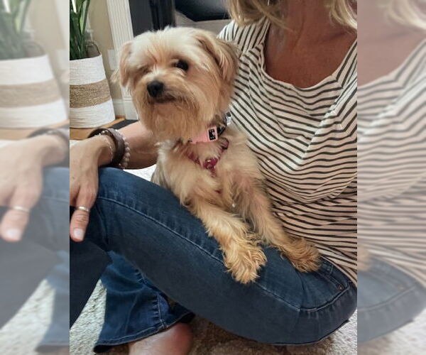 Medium Photo #6 Mutt Puppy For Sale in Greensboro, NC, USA