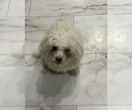 Small Photo #1 Maltipoo Puppy For Sale in PALMDALE, CA, USA