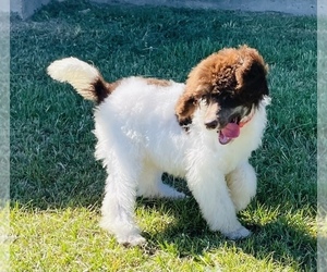 Poodle (Standard) Puppy for Sale in GROVETON, Texas USA