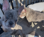 Small #2 French Bulldog