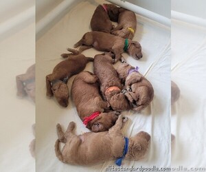 Poodle (Standard) Puppy for sale in WILSON, CT, USA