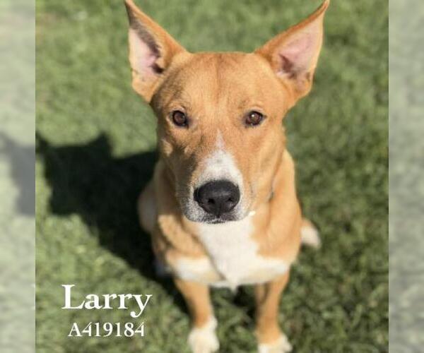 Medium Photo #1 Gerberian Shepsky Puppy For Sale in Conroe, TX, USA