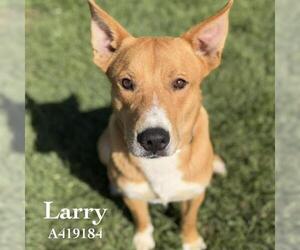 Gerberian Shepsky Dogs for adoption in Conroe, TX, USA