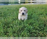 Small Photo #1 Golden Retriever Puppy For Sale in MINNEAPOLIS, MN, USA