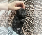Small Photo #16 Frenchie Pug Puppy For Sale in BLOOMINGTON, IL, USA