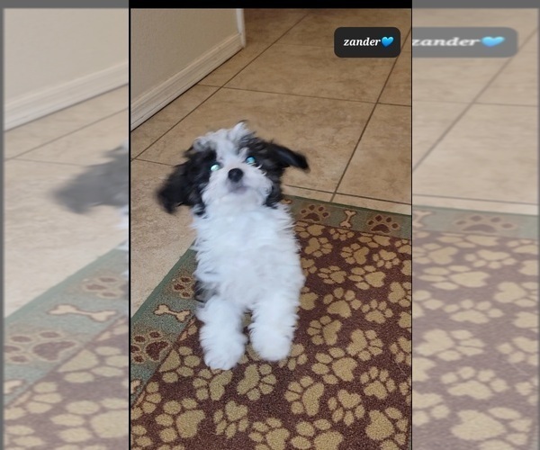 Medium Photo #2 Zuchon Puppy For Sale in TUCSON, AZ, USA