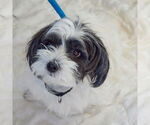 Small #3 Shih Tzu Mix