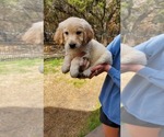 Small Photo #7 Golden Retriever Puppy For Sale in ROUND ROCK, TX, USA