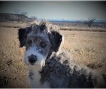 Small Photo #8 Bordoodle Puppy For Sale in OLATHE, CO, USA