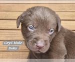 Puppy Chocolate GryC Labrador Retriever