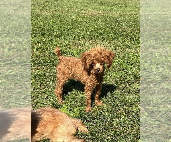 Medium Photo #2 Poodle (Toy) Puppy For Sale in NILES, MI, USA