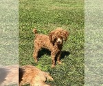Tiny AKC Bitsy - Female Poodle (Toy) Puppy for Sale - Photo #2