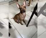 Small #1 Chihuahua