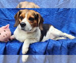 Small #3 Beagle