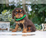 Small Photo #29 Cavalier King Charles Spaniel Puppy For Sale in SALEM, IN, USA