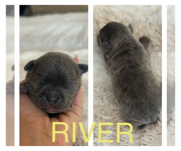 Medium Photo #5 Faux Frenchbo Bulldog Puppy For Sale in COTTONWOOD, CA, USA