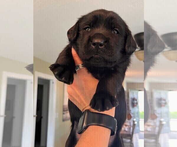 Medium Photo #4 Golden Labrador Puppy For Sale in PORT ORANGE, FL, USA