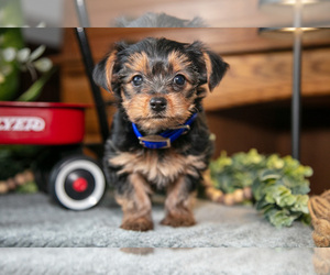 Medium Yorkshire Terrier