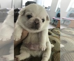Small Photo #1 Pug Puppy For Sale in BELPRE, OH, USA